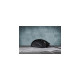 Corsair HARPOON RGB Pro, Gaming-Maus(schwarz)