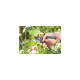 GARDENA Gartenschere B/M(Bypass)
