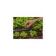 GARDENA Micro-Drip-System Endkleinflächendüse, 10 Stück(schwarz/türkis, Modell 2023)