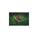 Helinox Camping-Stuhl Chair One 10007R2(braun/schwarz, Coyote Tan)
