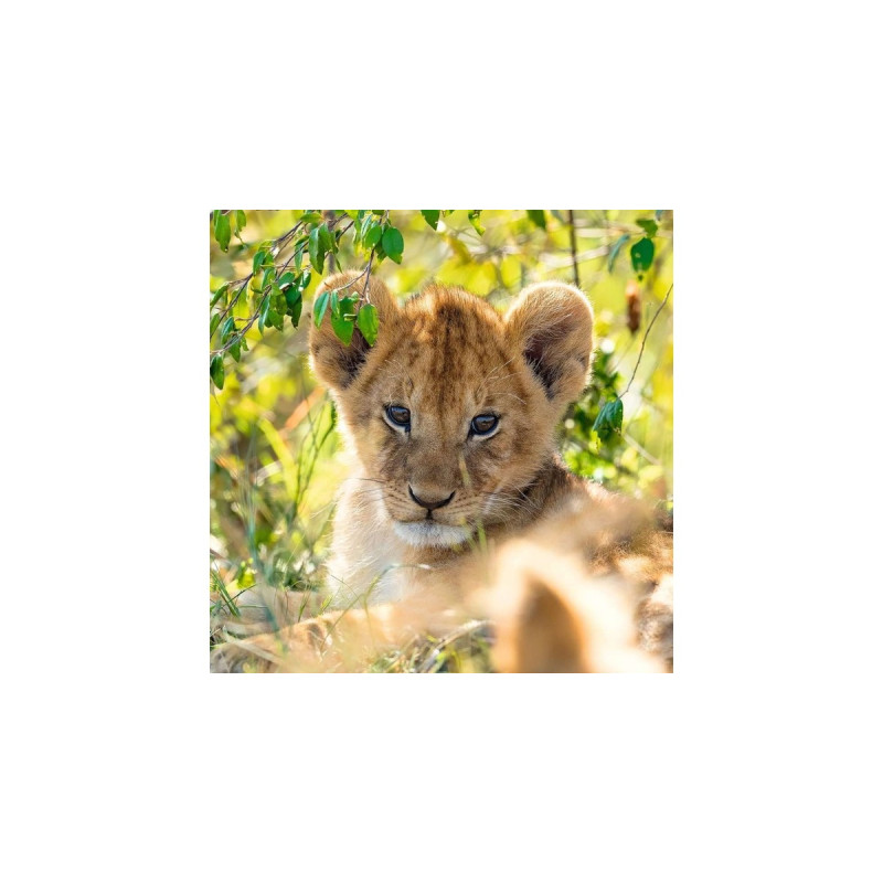 Ravensburger Kinderpuzzle Panda, Tiger und Löwe(3x 49 Teile)