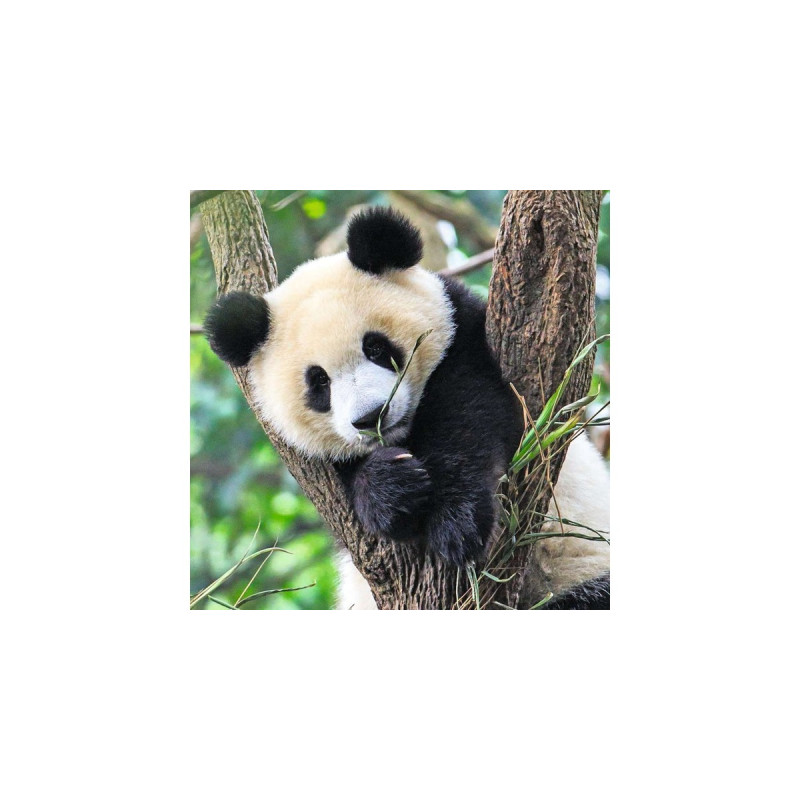 Ravensburger Kinderpuzzle Panda, Tiger und Löwe(3x 49 Teile)