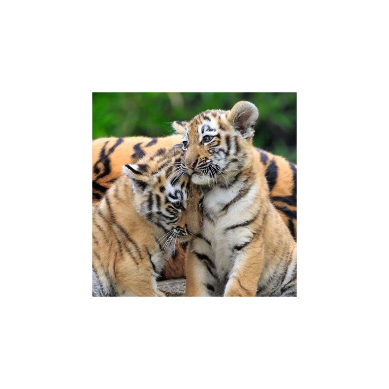 Ravensburger Kinderpuzzle Panda, Tiger und Löwe(3x 49 Teile)