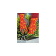 WOLF-Garten Beet-Handschuh 