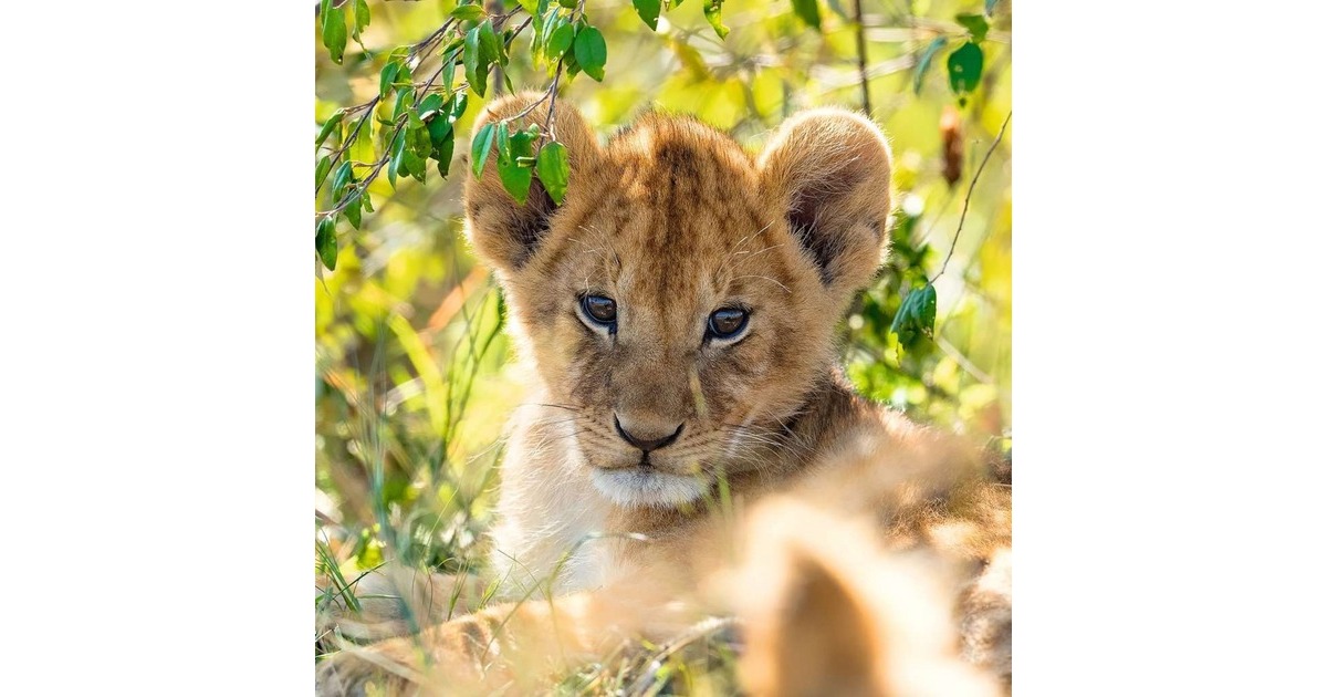 Ravensburger Kinderpuzzle Panda, Tiger und Löwe(3x 49 Teile)