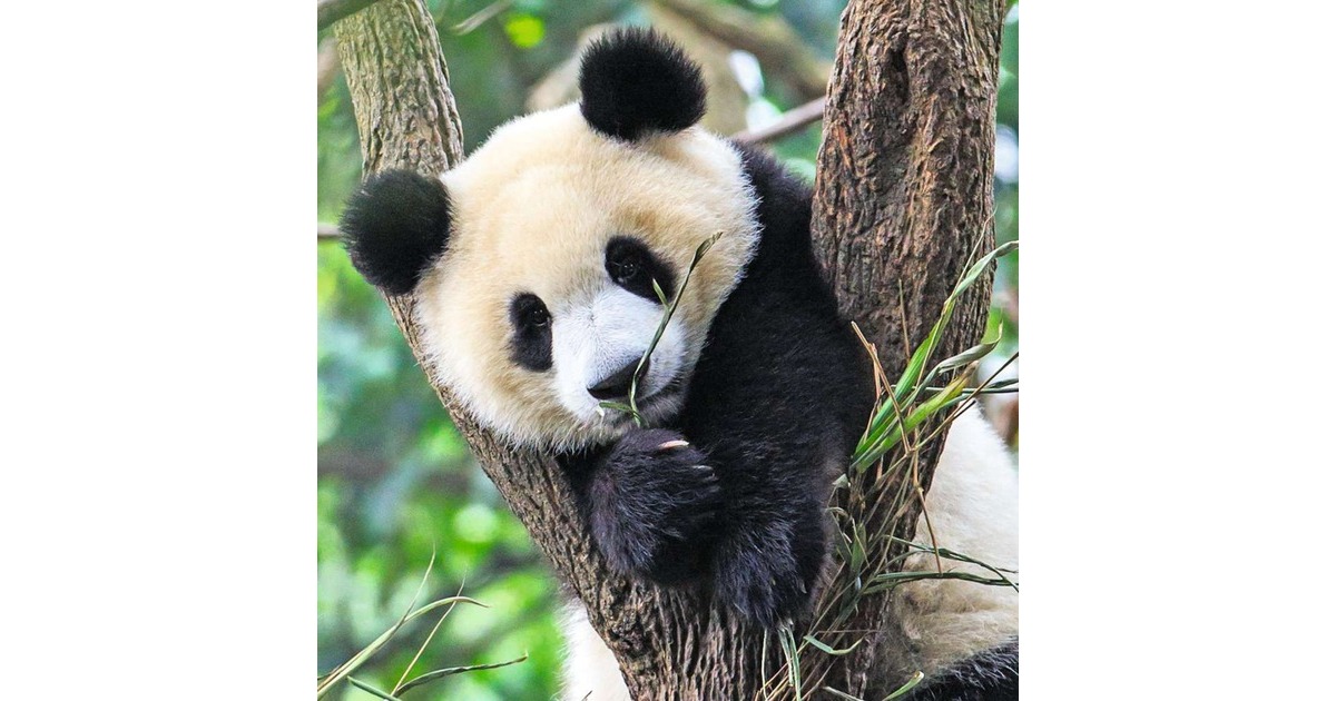 Ravensburger Kinderpuzzle Panda, Tiger und Löwe(3x 49 Teile)