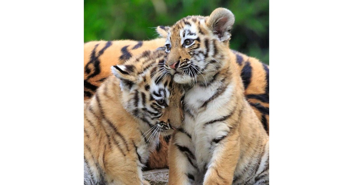 Ravensburger Kinderpuzzle Panda, Tiger und Löwe(3x 49 Teile)